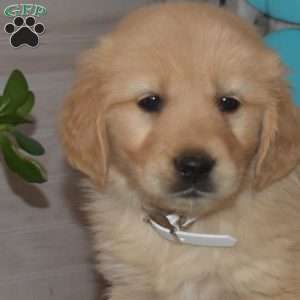 Seymour, Golden Retriever Puppy
