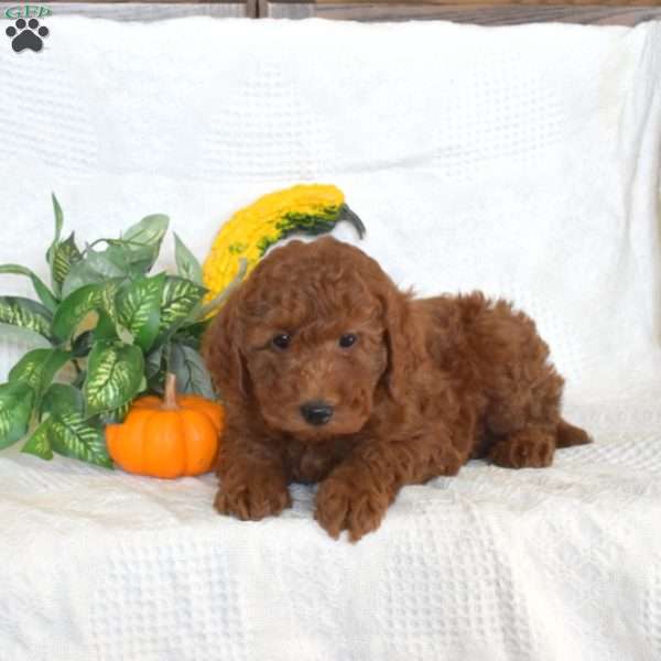 Shadow, Miniature Poodle Puppy