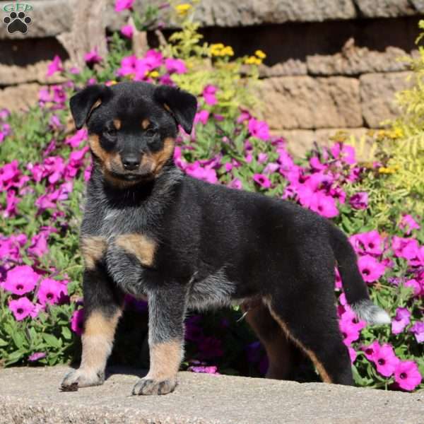 Shadow, Blue Heeler – Australian Cattle Dog Puppy