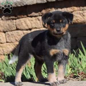 Shadow, Blue Heeler – Australian Cattle Dog Puppy