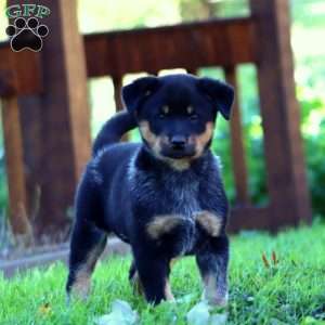 Shadow, Blue Heeler – Australian Cattle Dog Puppy