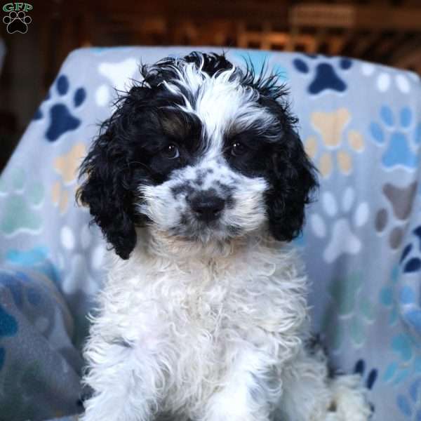 Shadow, Cockapoo Puppy