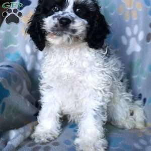 Shadow, Cockapoo Puppy