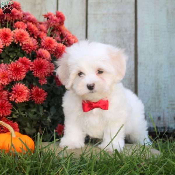 Shana, Maltichon Puppy