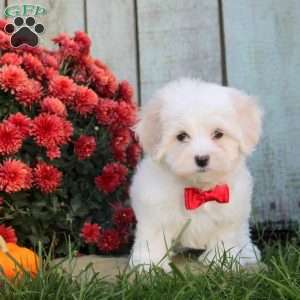 Shana, Maltichon Puppy