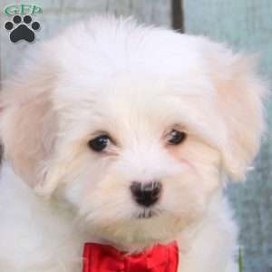 Shana, Maltichon Puppy