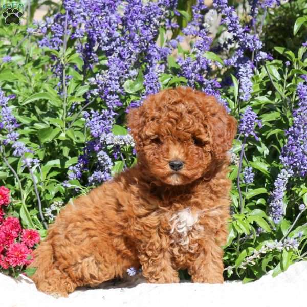 Sharla, Cavapoo Puppy