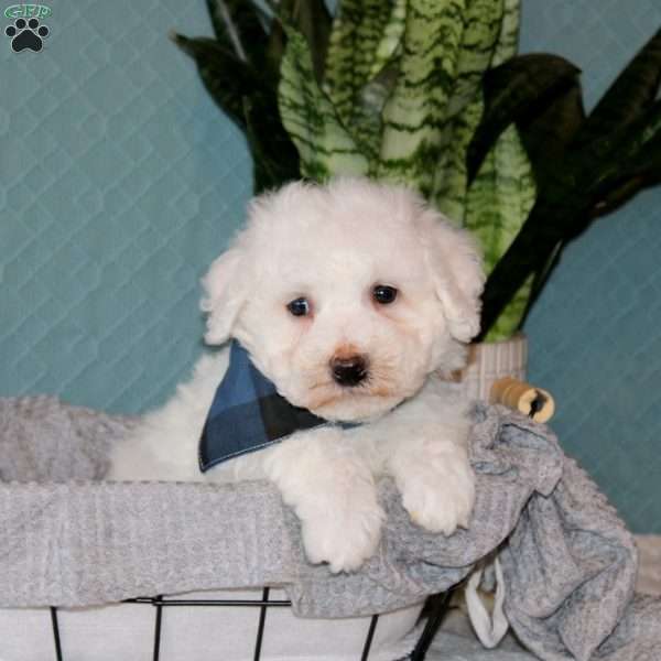Shawn, Bichon Frise Puppy