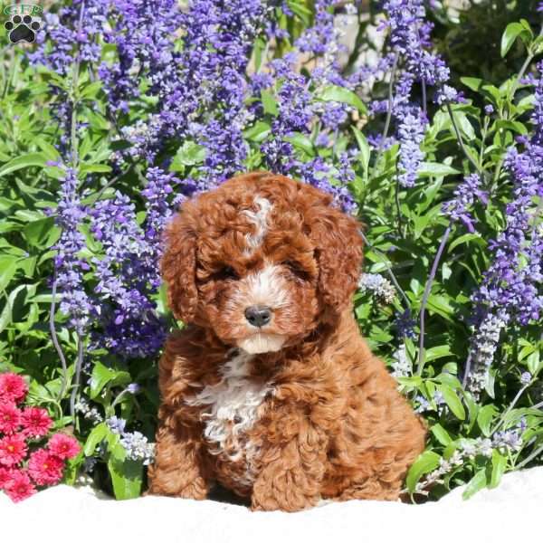 Shayla, Cavapoo Puppy