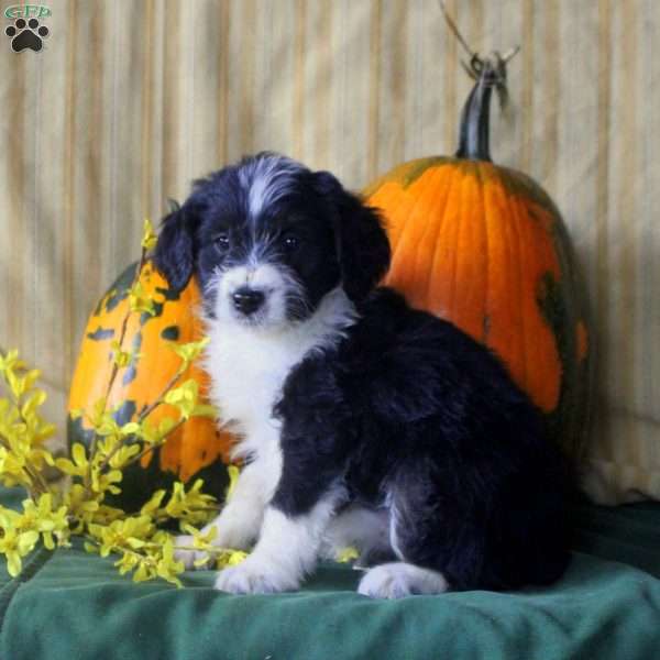 Sheila, Mini Aussiedoodle Puppy