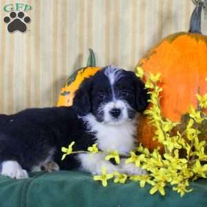 Sheila, Mini Aussiedoodle Puppy