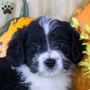 Sheila, Mini Aussiedoodle Puppy