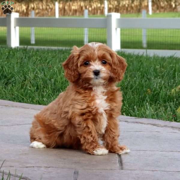 Sheila, Cavapoo Puppy