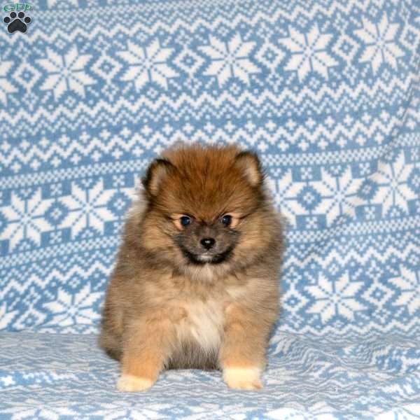 Sheldon, Pomeranian Puppy