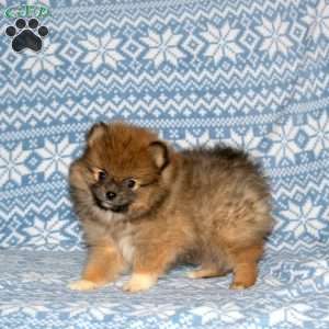 Sheldon, Pomeranian Puppy