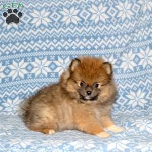 Sheldon, Pomeranian Puppy