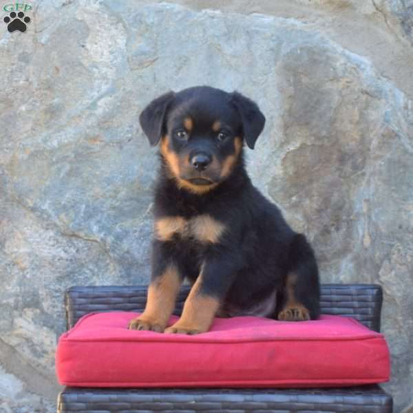 Sheriff, Rottweiler Puppy