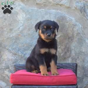 Sheriff, Rottweiler Puppy