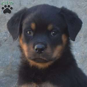 Sheriff, Rottweiler Puppy