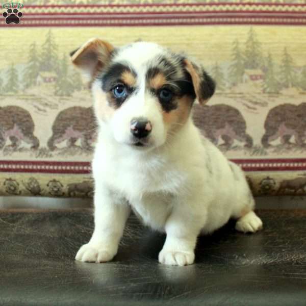 Shiloh, Pembroke Welsh Corgi Puppy