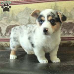Shiloh, Pembroke Welsh Corgi Puppy