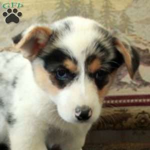 Shiloh, Pembroke Welsh Corgi Puppy