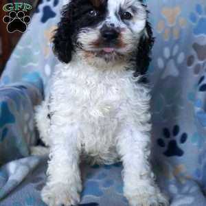 Shiloh, Cockapoo Puppy