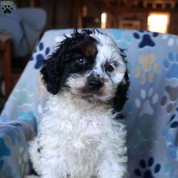 Shiloh, Cockapoo Puppy