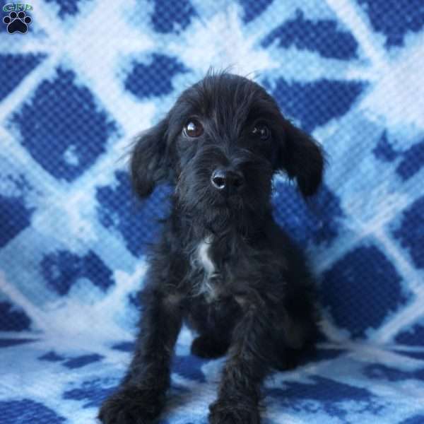 Shortcake, Chi-Poo Puppy