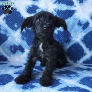 Shortcake, Chi-Poo Puppy