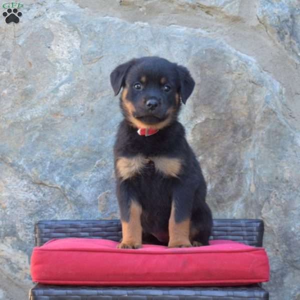 Sierra, Rottweiler Puppy