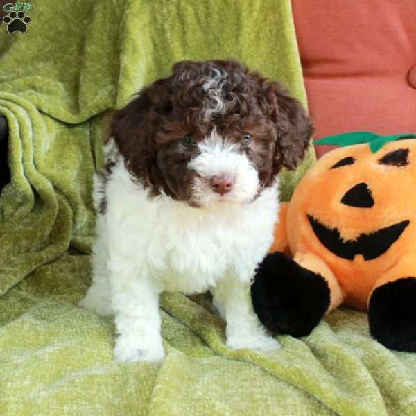 Sierra, Havapoo Puppy