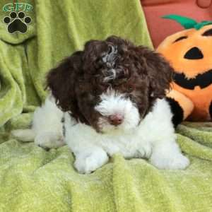 Sierra, Havapoo Puppy