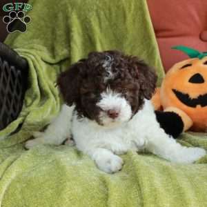 Sierra, Havapoo Puppy