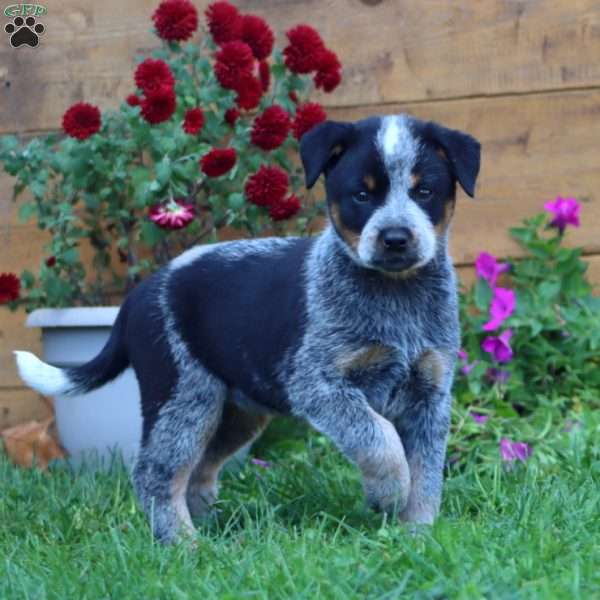 Sierra, Blue Heeler – Australian Cattle Dog Puppy
