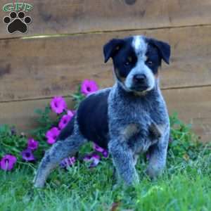 Sierra, Blue Heeler – Australian Cattle Dog Puppy