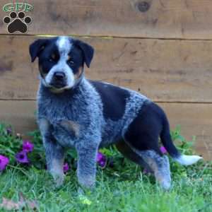 Sierra, Blue Heeler – Australian Cattle Dog Puppy