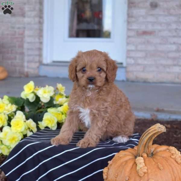 Silo, Cavapoo Puppy