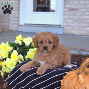 Silo, Cavapoo Puppy