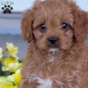 Silo, Cavapoo Puppy