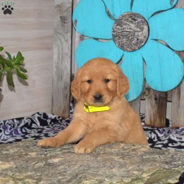 Simba, Golden Retriever Puppy