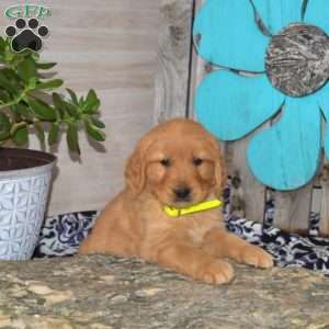 Simba, Golden Retriever Puppy