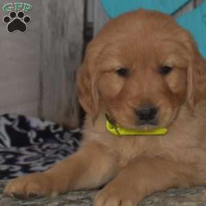 Simba, Golden Retriever Puppy