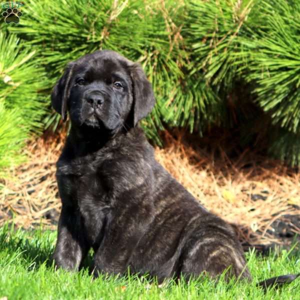 Simba, English Mastiff Puppy