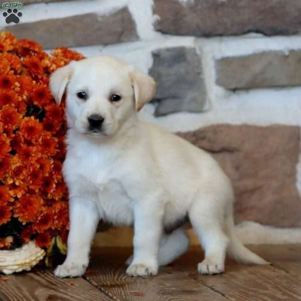 Simba, Golden Labrador Puppy
