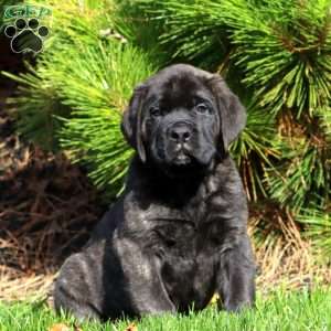 Simba, English Mastiff Puppy