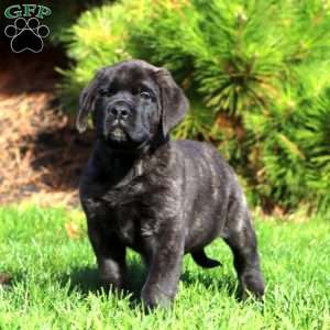 Simba, English Mastiff Puppy