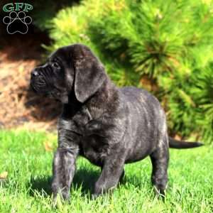 Simba, English Mastiff Puppy