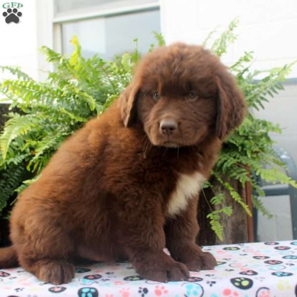 Simon, Newfoundland Puppy