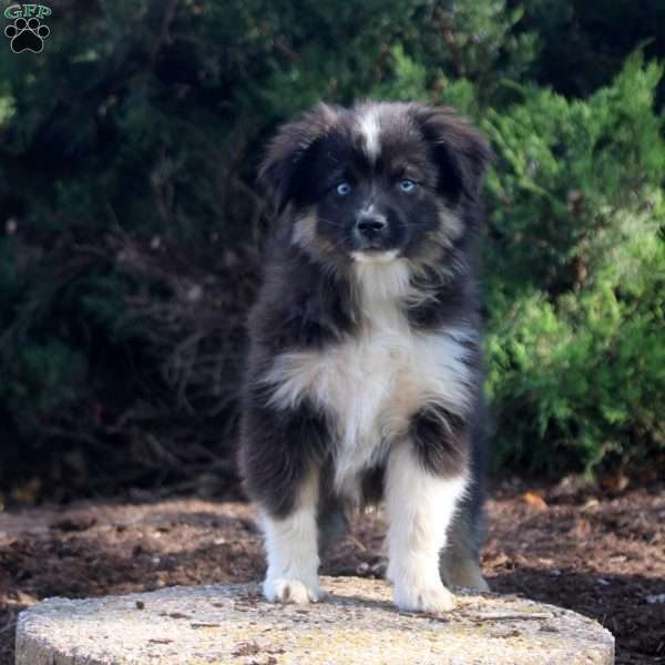 Simon, Miniature Australian Shepherd Puppy